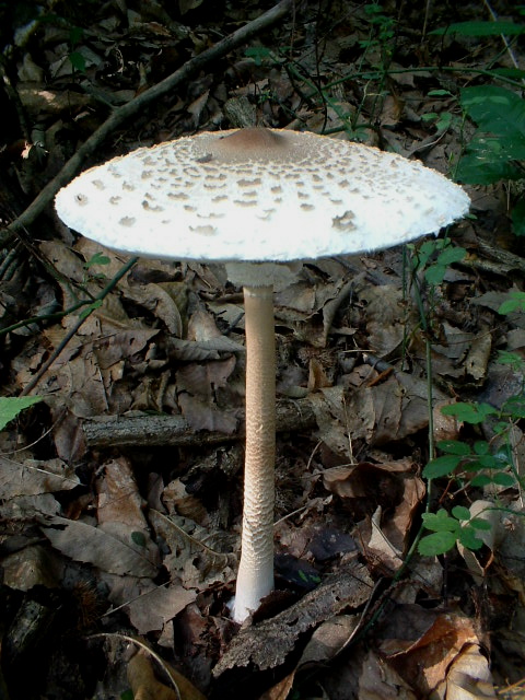 Lepiota (o Macrolepiota ?) procera